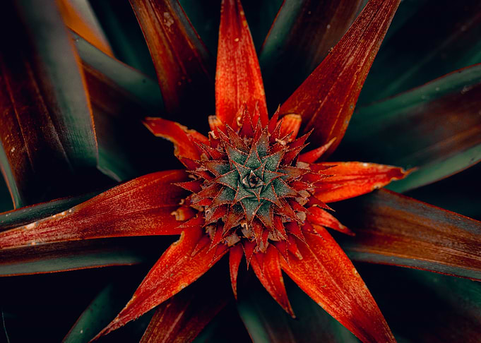 Crimson Core