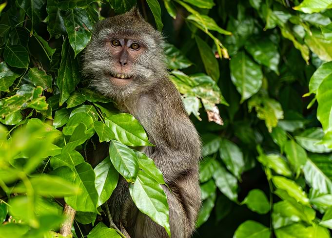 Monkey Peeking Through Green Leaves
