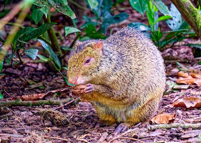 Agouti eating a nut in the forest