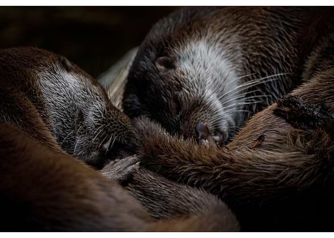 Two Otters Sleeping Together