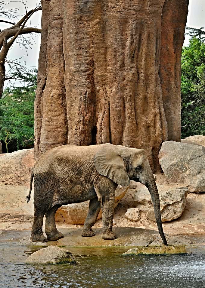 Elephant by a Baobab Tree