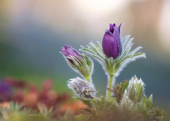 Purple Pasqueflower Buds in Soft Light