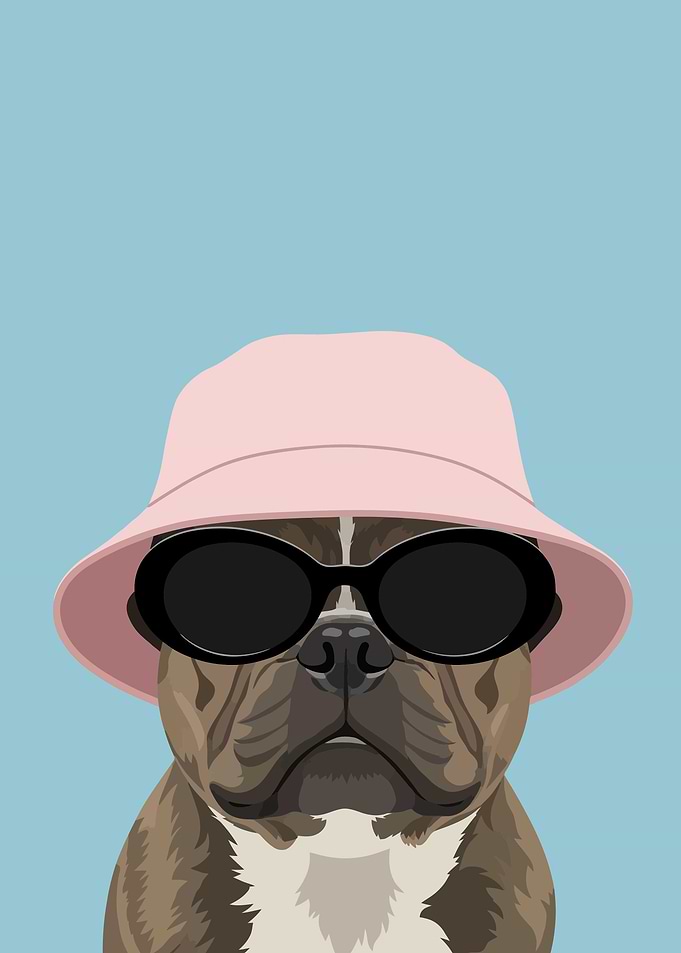 Dog Wearing Bucket Hat and Sunglasses