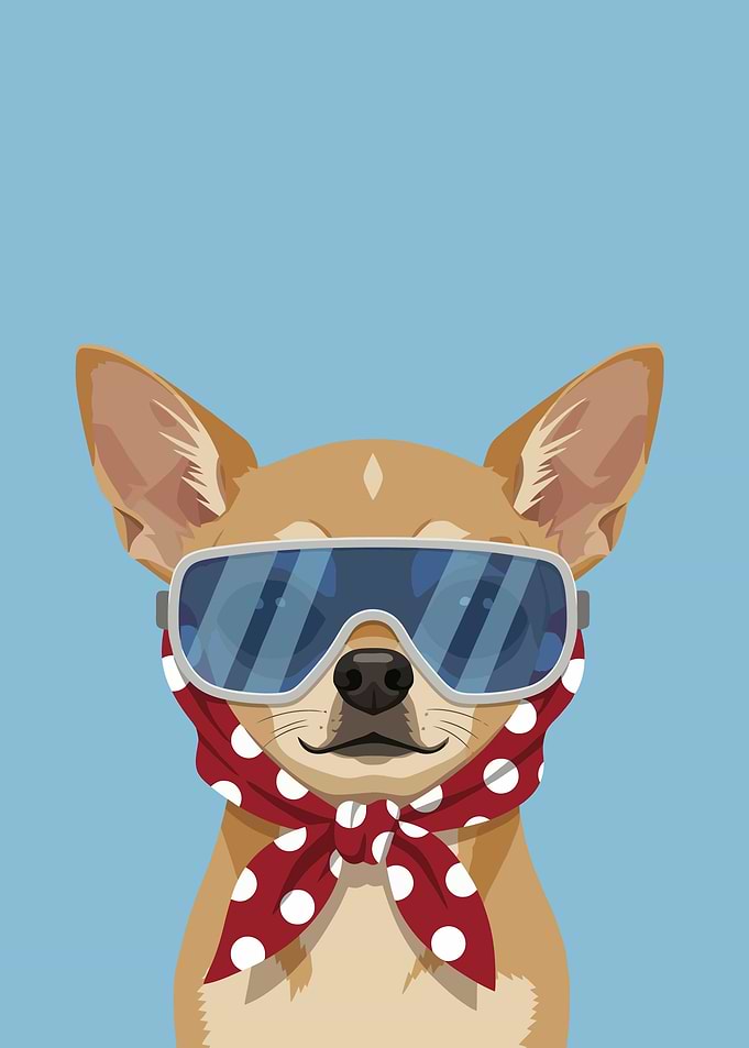 Chihuahua Dog Wearing Goggles and Scarf