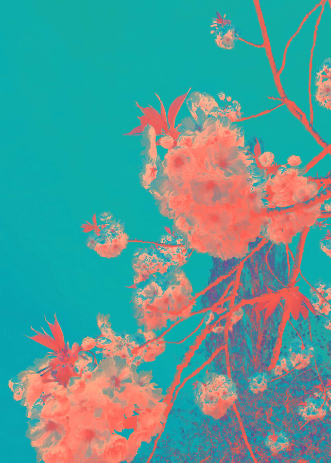 Coral Cherry Blossoms on Teal Background