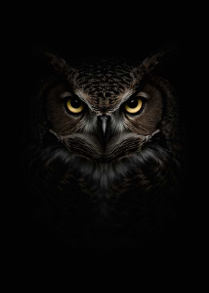 Intense Owl Portrait