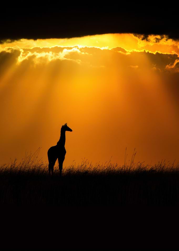 Giraffe silhouetted against sunset