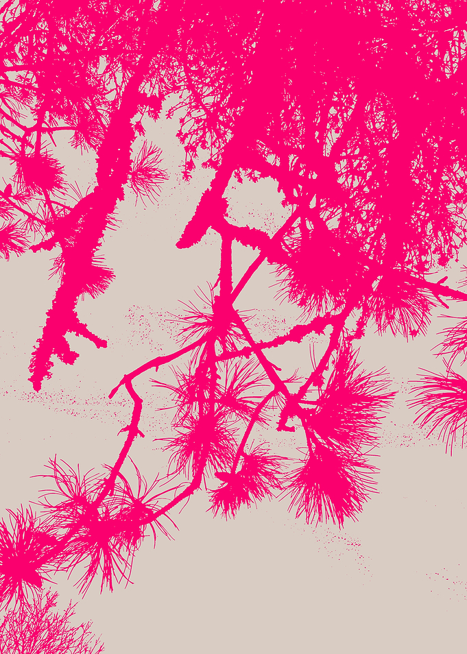 Pink Pine Branches Against Beige Background