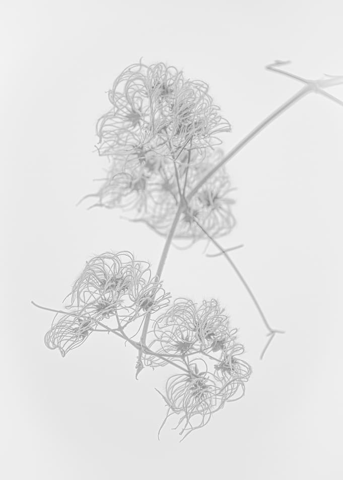 Snow Seeds