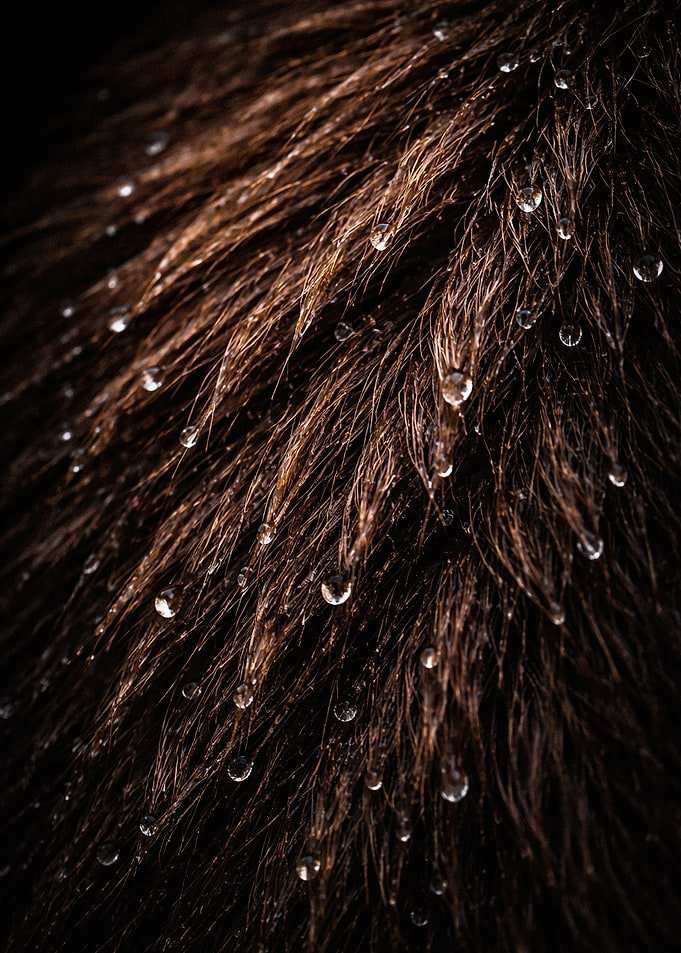 Close-up of wet animal fur