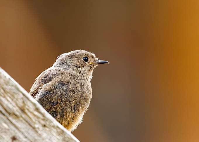 Close-up of a small Black Redstart perched on a wooden beam