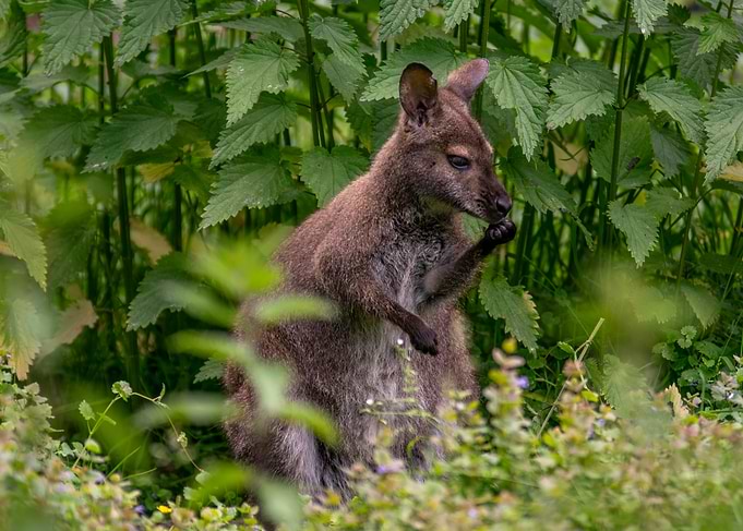 Wallaby Eating in Greenery