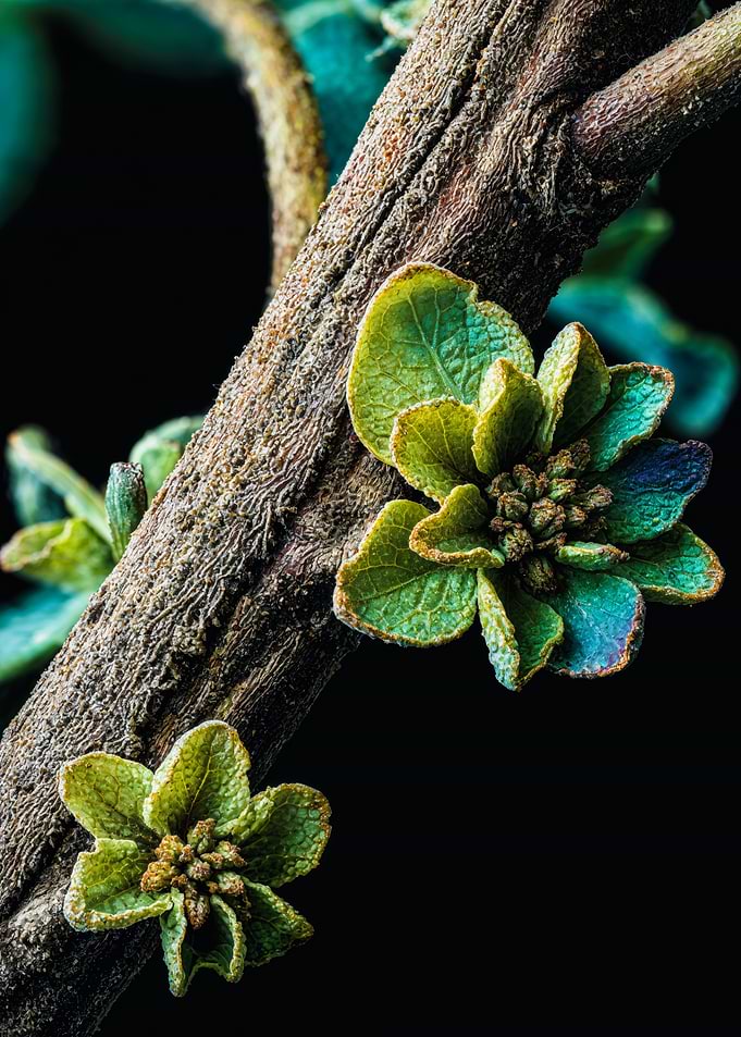 Macro Green Bud Branch Photography