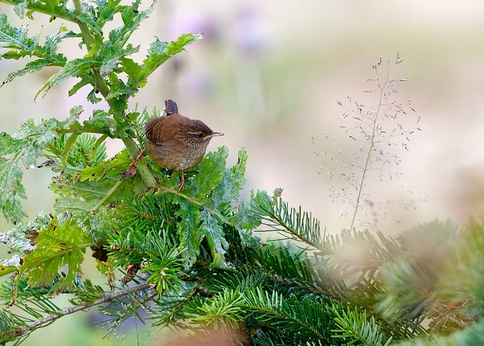Eurasian Wren perched on a branch