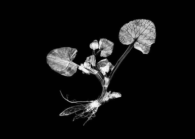 X-ray of a Plant with Roots and Leaves