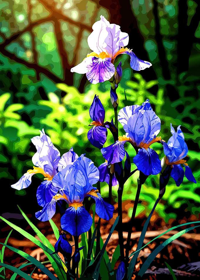 Vibrant Iris Flowers in Garden