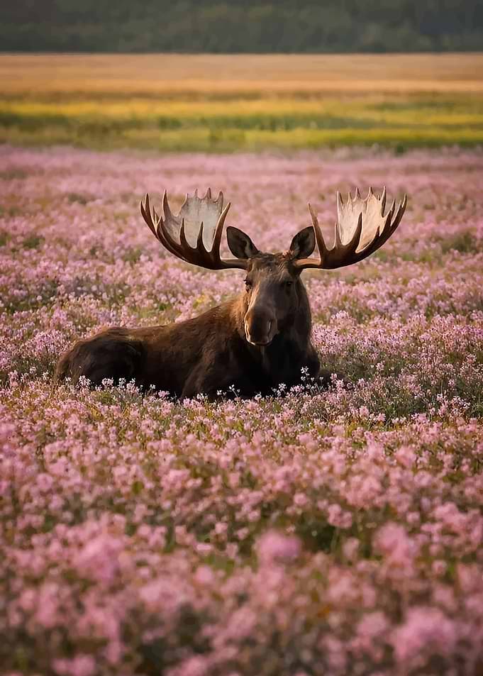 Moose resting in a field of pink flowers