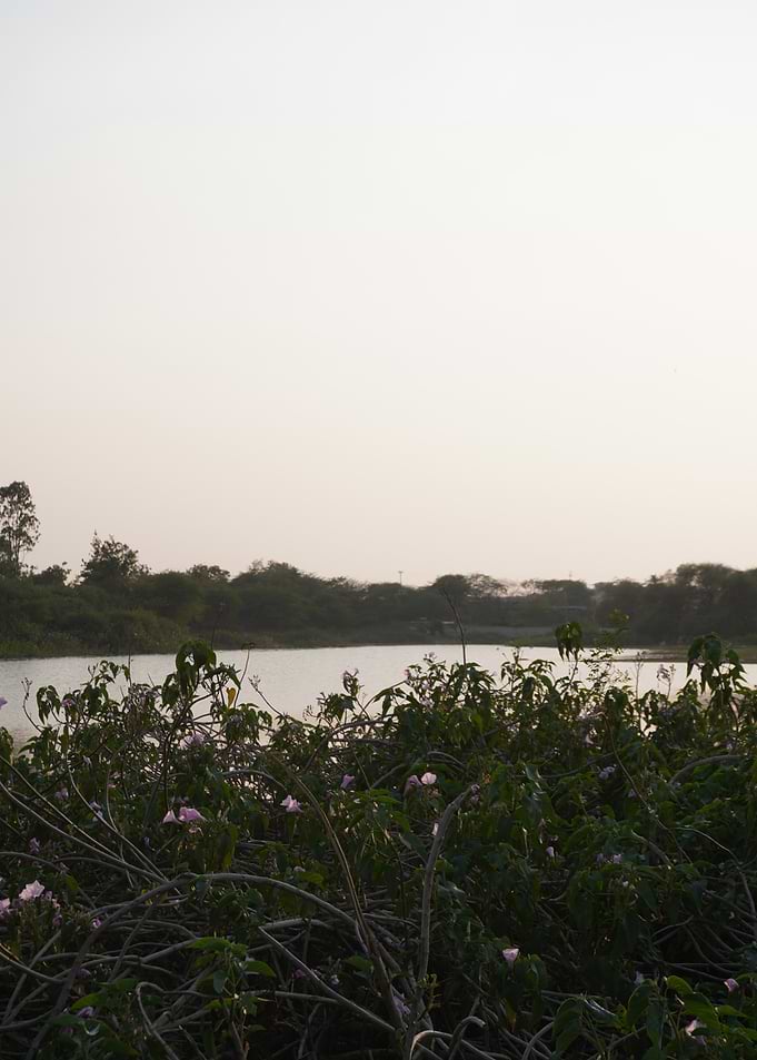 Wild Plants and Flowers by Lake at Sunset