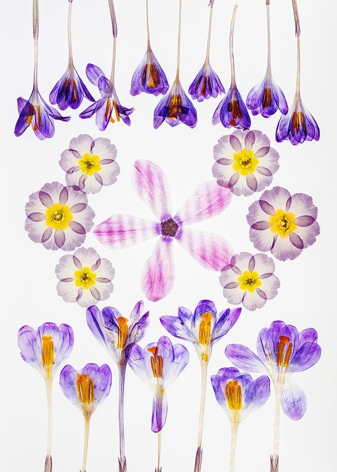 Pressed Flowers Arrangement