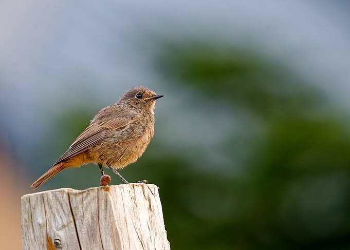 Black redstart perched on a wooden post