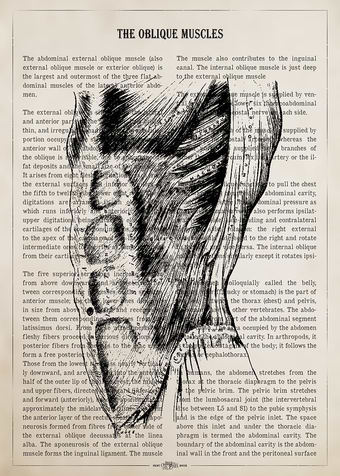 Anatomical Illustration of Oblique Muscles