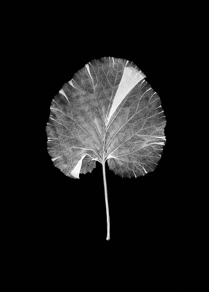 Variegated Leaf with Veins