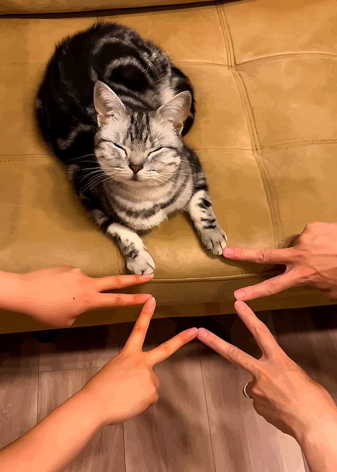 Cat and hands making peace signs