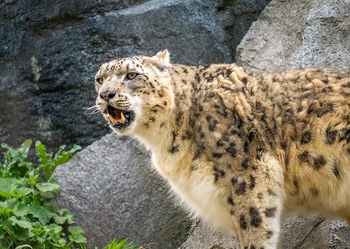 Snow Leopard with Mouth Open