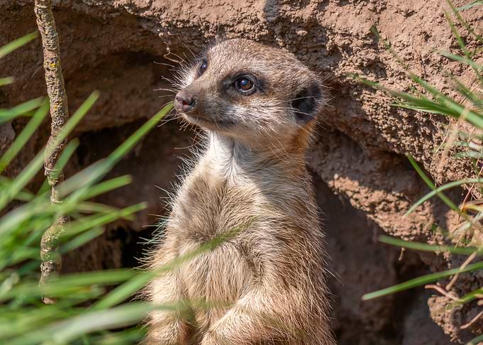 meerkat with a playful look - Erdmännchen mit verspieltem Blick