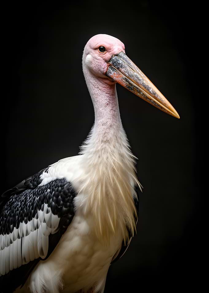 Close-up of a Marabou Stork