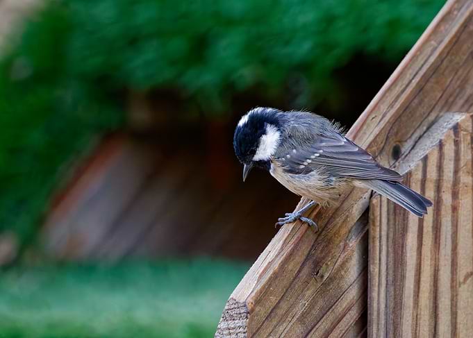 Coal Tit Perched on Wooden Fence