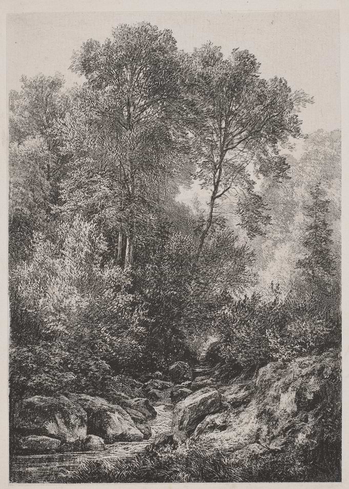 Forest stream with rocks and trees