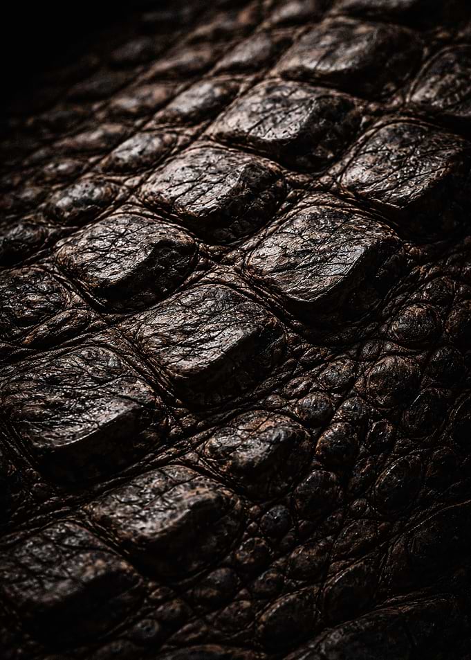 Close-up of Alligator Skin Texture