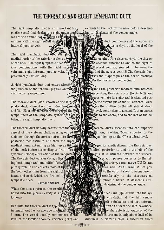 Anatomical Illustration of the Thoracic Duct