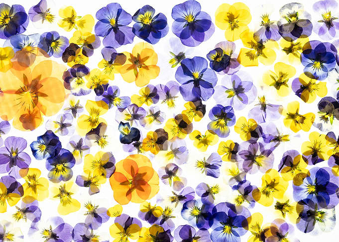 Pressed Pansy Flowers Background