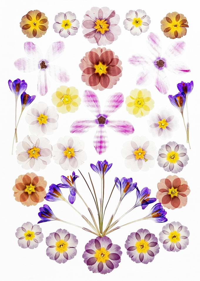 Collection of Pressed Flowers
