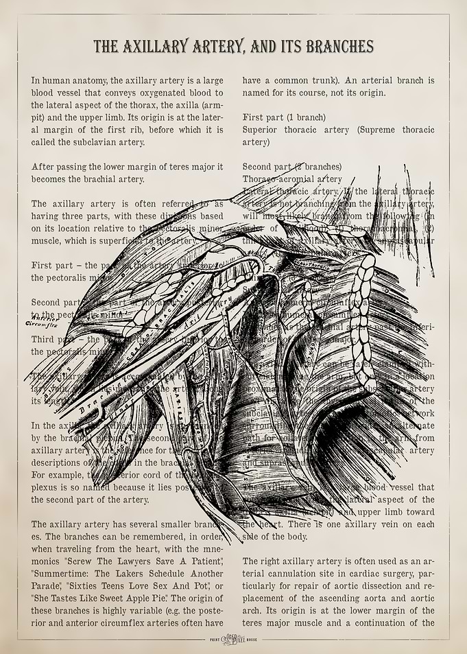 Axillary Artery Anatomy Illustration