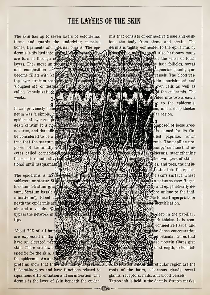 Diagram of Skin Layers