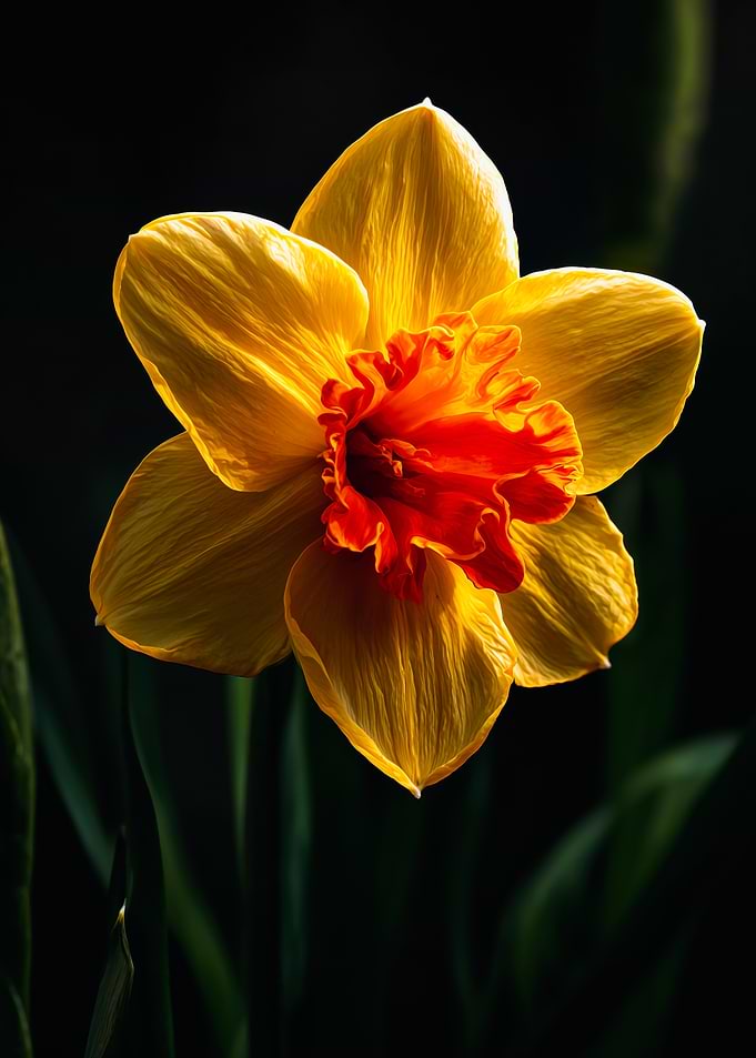 Vibrant Yellow Daffodil Dark Background