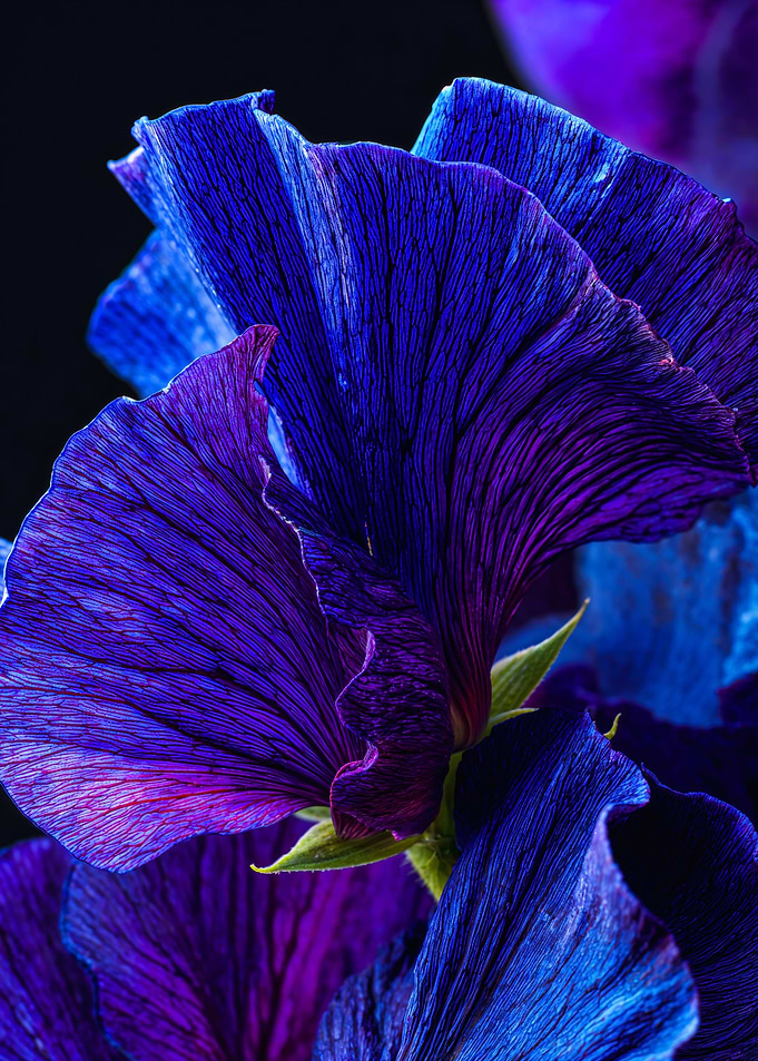 Vibrant Macro Blue Flower Bloom