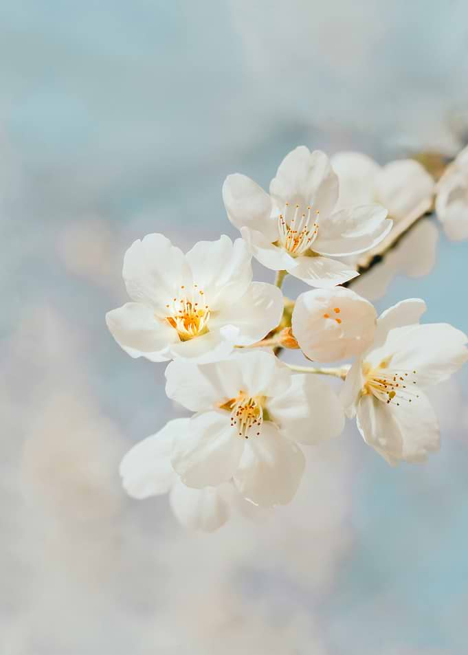 Delicate White Cherry Blossoms