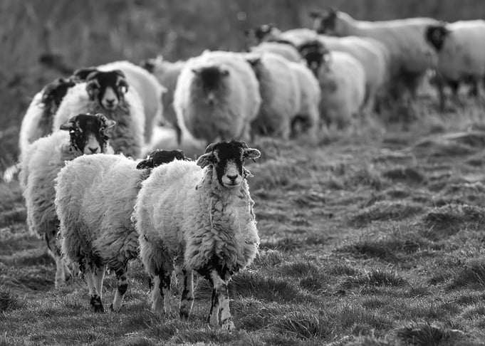 Sheep in Wensleydale