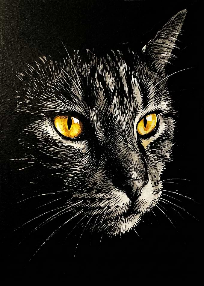 Close-up of a Cat's Face