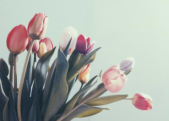 Bouquet of Colorful Tulips vintage