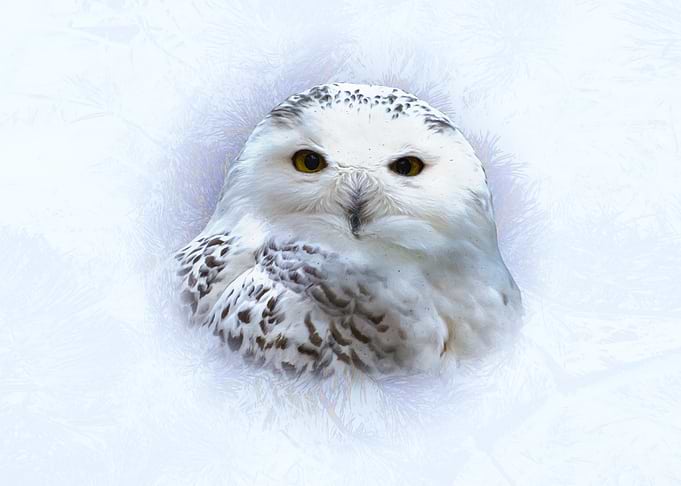Snowy Owl Portrait
