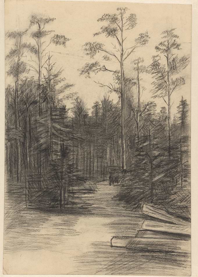 Forest Path with Fallen Logs