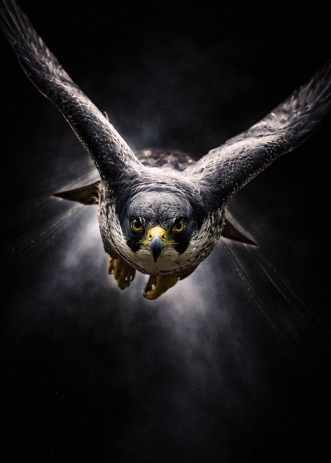 Peregrine Falcon in Flight