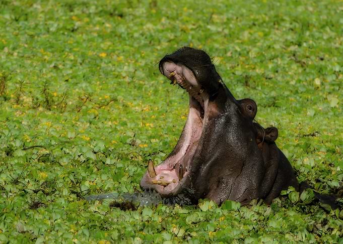 Hippopotamus yawning in green water plants