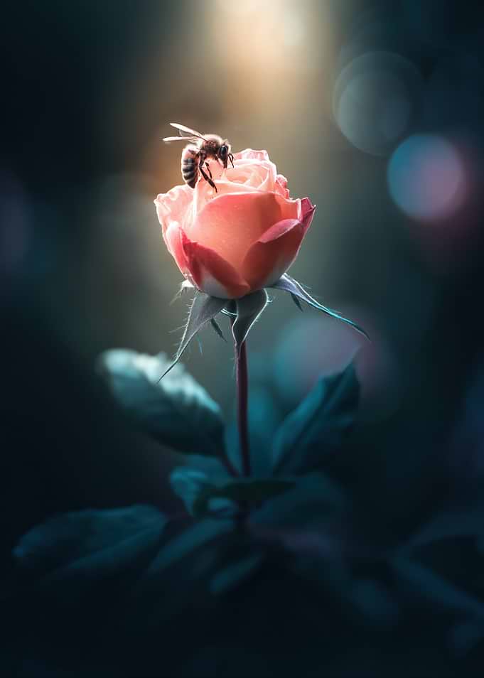 Bee on a Pink Rose