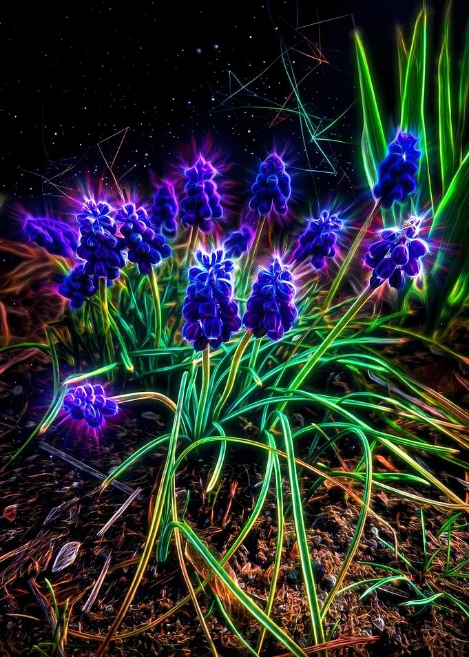 Glowing Blue Grape Hyacinths